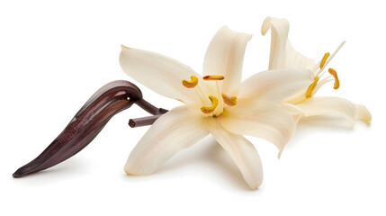 Wall Mural - Vanilla Flower isolated on white With clipping path : Generative AI