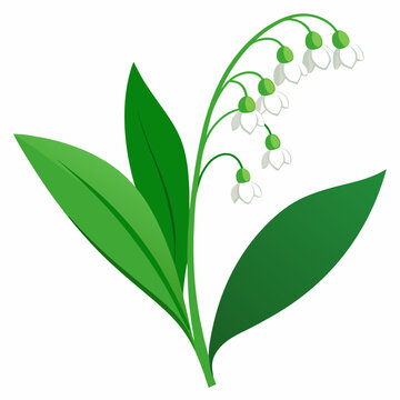 Lily of the Valley vector illustration on white background
