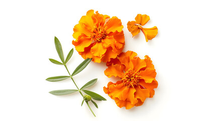 fresh marigold or tagetes erecta flower isolated on white background with full depth of field Top view Flat lay : Generative AI