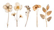© Generative AI - Pressed and dried delicate flower flax isolated on white background For use in scrapbooking pressed floristry or herbarium : Generative AI