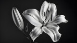 High angle view of lily flower in black and white : Generative AI