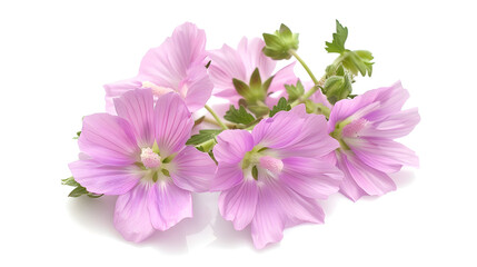 greater musk mallow flowers isolated on white background : generative ai