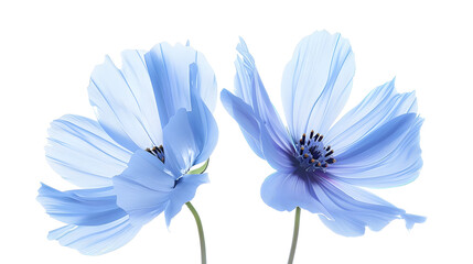 Blue flowers isolated on white background Two cosmos flowers toned in blue for design : Generative AI