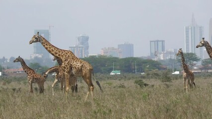 majestic giraffe walking in the national park.