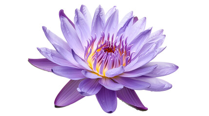 Aufkleber - Purple water lily Blooming water lily flower isolated on white background with clipping path : Generative AI