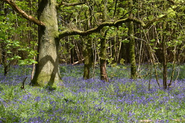 the bluebells blooming on walton hill in clent 