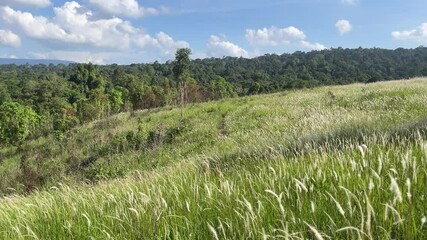 Wall Mural - Aerial view of beautiful rural landscape with green and white glass flower fields and trees under a sunny blue sky, National park, Thailand.