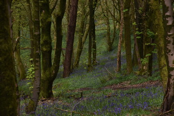 the bluebells blooming on walton hill in clent 