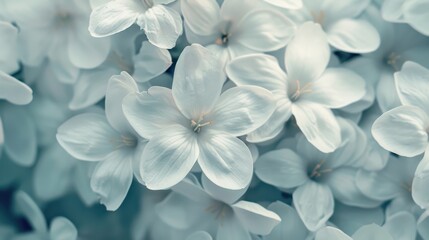 A background featuring white flowers.