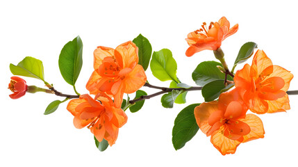 Wall Mural - Isolated orange flowers Blossoming branch of orange tree isolated on white background with clipping path : Generative AI