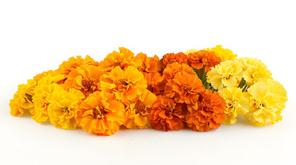 beautiful orange and yellow marigold flowers isolated on white background Indian flowers for traditional functions pongal diwali marriage ayudha pooja : Generative AI