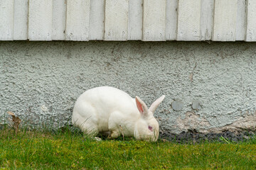 Wall Mural - A domestic white rabbit grazing on green grass