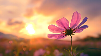 Wall Mural - A beautiful cosmos flower in sunset background : Generative AI