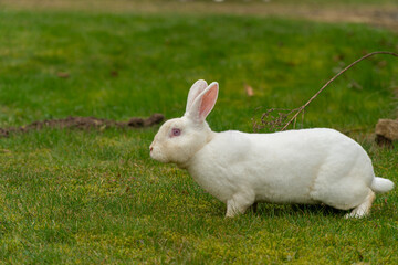 A domestic white rabbit grazing on green grass