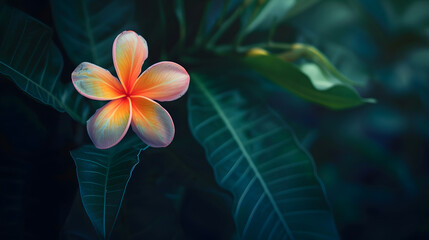Aufkleber - colorful flower on dark tropical foliage nature background : Generative AI