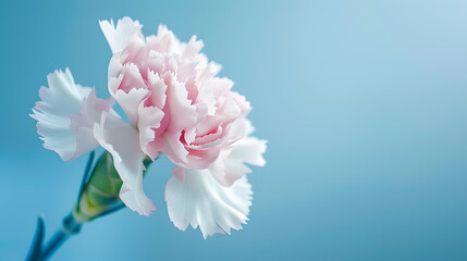 Canvas Print - Macro photo of whitepink carnation flower bud closeup on blue backgroundTexture soft petals of carnationBeautiful banner of flowersScientific name is DianthusWedding postcardMothers da : Generative AI