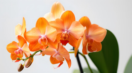 Beautiful orange orchid in pot on white background Orange orchid flowers bouquet on white table : Generative AI