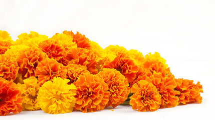 Wall Mural - beautiful orange and yellow marigold flowers isolated on white background Indian flowers for traditional functions pongal diwali marriage ayudha pooja : Generative AI