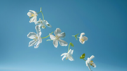 Wall Mural - Jasmine bloom A beautifull white flower of Jasmine falling in the air isolated on blue background Levitation or zero gravity concept High resolution image : Generative AI