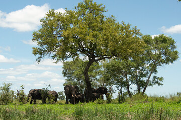 Canvas Print - Éléphant d'Afrique, Loxodonta africana, Parc national Kruger, Afrique du Sud