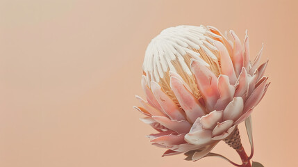 dry flower protea on beige background close up top view exotic flower poster minimal floral cardpost