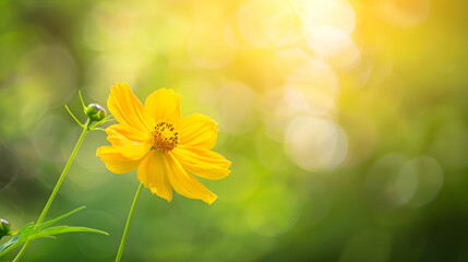 Aufkleber - Closeup of yellow Cosmos flower on blurred green background under sunlight with copy space using as background natural flora landscape ecology cover page concept : Generative AI