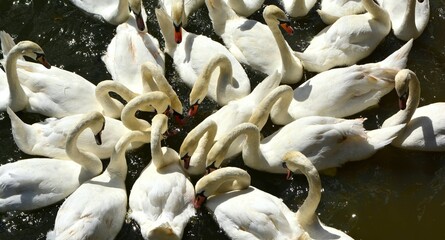 hungry swans at feeding time