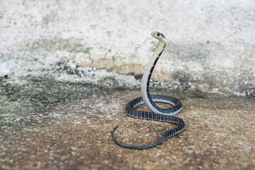 king of snakes. baby king cobra snake - ophiophagus hannah from the forests of southern thailand on 