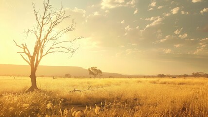 Wall Mural - Golden hour landscape with lone dead tree in field