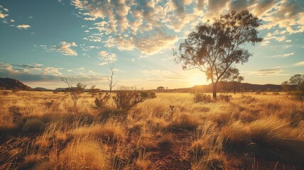 Wall Mural - Golden sunlight bathes serene savanna landscape with scattered trees under vast cloudy sky at sunrise or sunset