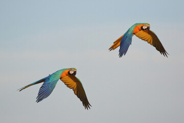 Wall Mural - Beautiful Macaw parrots flying in the sky. Free flying bird