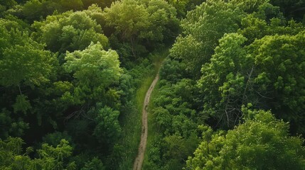 Poster - scenic aerial view of winding path through lush green forest summer nature landscape from above