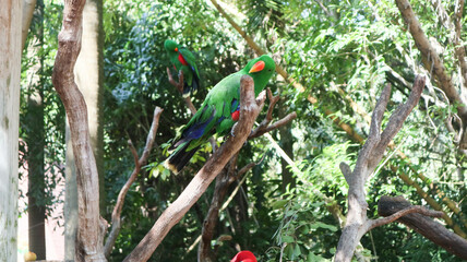 Wall Mural - close up of a green parrot bird standing on the branch of the tree looking at the camera