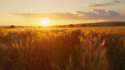 Wall Mural - serene agricultural landscape with golden sunset over vast corn field tranquil scenery