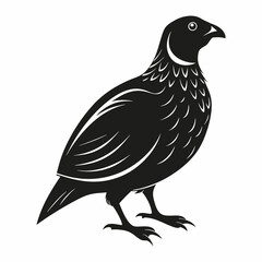 quail vector illustration isolated on white background
