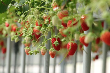 strawberries