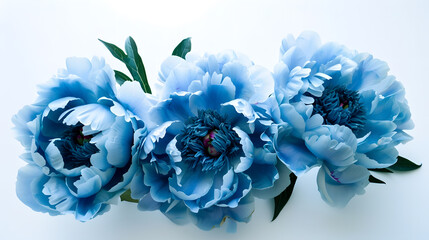 Wall Mural - Blue  peonies  flowers   on white isolated background Closeup For design Nature : Generative AI