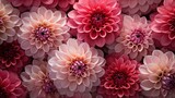 Dahlia flowers background. A close-up view of multiple pink and red dahlia flowers in full bloom, showcasing their intricate petal patterns and vibrant colors. Filled on full screen.