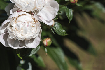 Wall Mural - Close-up of blooming white peonies. Peony flowers and buds in the spring garden. Green natural background. A blooming garden. Beautiful bokeh.