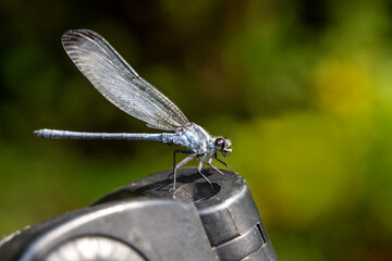 Wall Mural - Macro shots, Beautiful nature scene damselfly.   