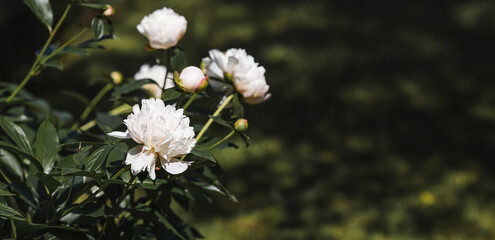 Wall Mural - Close-up of blooming white peonies. Peony flowers and buds in the spring garden. Green natural background. A blooming garden. Beautiful bokeh.