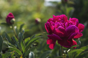 Wall Mural - Close-up of blooming pink peonies. Peony flowers and buds in the spring garden. Green natural background. A blooming garden. Beautiful bokeh.