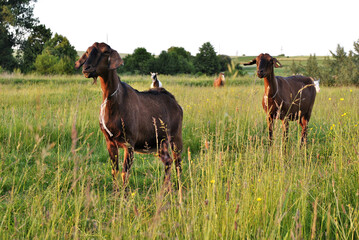 goats on pasture