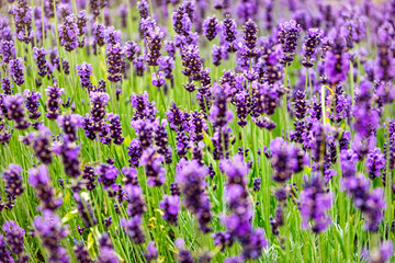 Canvas Print - Summy summer purple lavender field	