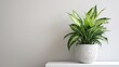© Artyom - Potted plant with variegated leaves on white shelf against grey wall