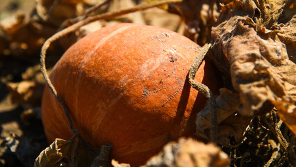 Wall Mural - Small pumpkins grow in a farmer's field