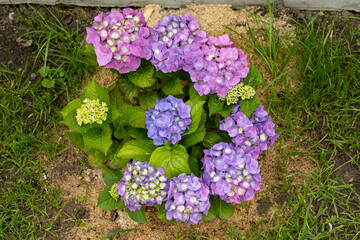 Wall Mural - Purple hydrangea flowers. Hydrangea flower (Hydrangea macrophylla) blooming in spring and summer in a garden