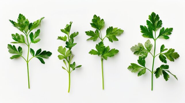A row of fresh parsley leaves on a white surface, ideal for food or design photography