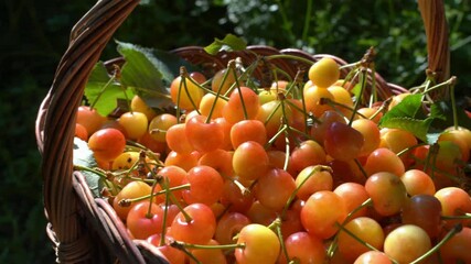Wall Mural - harvest of yellow-red cherries. a large basket of fresh berries on the background of nature.
