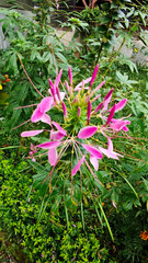 Wall Mural - Close-up of Vibrant Pink Spiny Spiderflower in Lush Garden Setting with Green Foliage Background